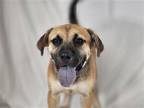 Adopt Brisket a Beagle / Pug / Mixed dog in Bloomfield, CT (39190774)