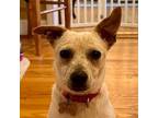 Adopt Val a Australian Cattle Dog / Terrier (Unknown Type