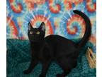 Adopt Reven a All Black Domestic Shorthair / Mixed cat in Youngtown