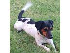 Adopt Riley a Tricolor (Tan/Brown & Black & White) Dachshund / Jack Russell