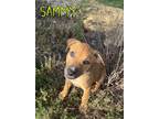 Adopt Sammy a German Shepherd Dog / Pit Bull Terrier / Mixed dog in Topeka