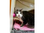 Adopt Mickey / Minnie a Domestic Shorthair / Mixed (short coat) cat in