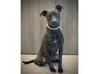 Adopt Ashlyn a Pit Bull Terrier dog in Georgetown, OH (39142049)