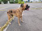 Adopt Roxy a Brindle Boxer dog in West Hartford, CT (39190873)