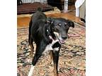 Adopt Flossy a Feist dog in Merrifield, VA (39140488)