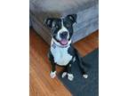 Adopt Ms Wiggles a Black - with White American Pit Bull Terrier / Boxer dog in