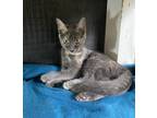 Adopt Galinda a Gray or Blue Domestic Shorthair / Mixed cat in Youngsville