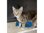 Adopt Tinkerbelle a Domestic Shorthair / Mixed cat in Youngsville, NC (39187022)