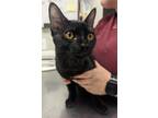 Adopt Sirius a Domestic Shorthair / Mixed (short coat) cat in Fall River