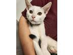 Adopt Boo a Domestic Shorthair / Mixed (short coat) cat in Fall River
