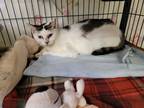 Adopt Eliza a Domestic Shorthair / Mixed (short coat) cat in Dickson