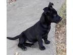 Adopt Apollo a Dachshund / Fox Terrier (Smooth) / Mixed dog in Thompson Falls