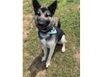 Adopt Rainy a Black - with Tan, Yellow or Fawn German Shepherd Dog / Mixed dog