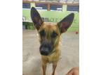 Adopt Sahara a Tan/Yellow/Fawn - with Black German Shepherd Dog / Mixed dog in