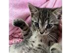 Adopt Vaporeon a Brown Tabby Domestic Shorthair / Mixed cat in Candler