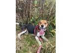 Adopt Freckles a Black - with Brown, Red, Golden, Orange or Chestnut Beagle /