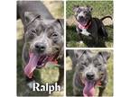 Adopt Ralph a Staffordshire Bull Terrier / Mixed dog in Pierceton, IN (39139611)