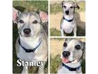 Adopt Stanley a Catahoula Leopard Dog / Jack Russell Terrier / Mixed dog in