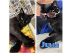 Adopt Julia a Domestic Shorthair / Mixed (short coat) cat in Pierceton