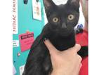 Adopt SteamBoat Willy a Domestic Shorthair / Mixed (short coat) cat in Dearborn