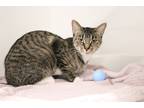 Adopt Soppressata a Domestic Shorthair / Mixed (short coat) cat in Dearborn