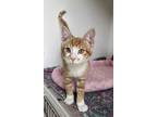 Adopt Jareth a Domestic Shorthair / Mixed (short coat) cat in Dearborn