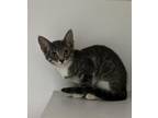 Adopt Daiquiri a Domestic Shorthair / Mixed (short coat) cat in Dearborn