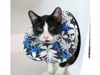 Adopt Catalpa a Domestic Shorthair / Mixed (short coat) cat in Dearborn