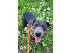 Adopt Aero a Labrador Retriever / Terrier (Unknown Type, Small) / Mixed dog in