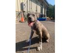 Adopt Elinor a American Pit Bull Terrier / Mixed Breed (Medium) / Mixed dog in