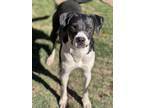 Adopt Wiggles a Mixed Breed (Medium) / Mixed dog in Duncan, OK (39147763)