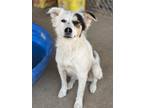 Adopt Rogue a Australian Shepherd / Mixed Breed (Medium) / Mixed dog in Duncan