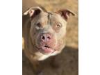 Adopt Jax a American Pit Bull Terrier / Mixed dog in Duncan, OK (39183168)