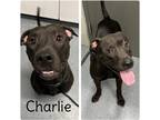 Adopt Charlie - Sponsored a American Staffordshire Terrier / Mixed dog in