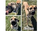 Adopt Silas a Black Mouth Cur / Mixed dog in Pierceton, IN (39139681)