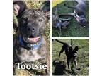 Adopt Tootsie a Shar Pei / Mixed dog in Pierceton, IN (39139680)