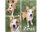 Adopt Zeus a American Staffordshire Terrier / Mixed dog in Pierceton