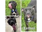 Adopt Esther a American Staffordshire Terrier / Mixed dog in Pierceton
