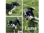 Adopt Luna a Border Collie / Labrador Retriever / Mixed dog in Pierceton