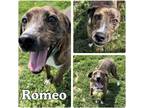Adopt Romeo - SPONSORED a Mountain Cur / Mixed dog in Pierceton, IN (39139623)