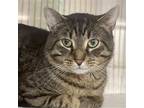 Adopt Jasper a Gray, Blue or Silver Tabby Domestic Shorthair / Mixed (short