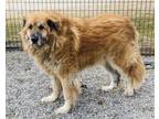 Adopt Jasper a Golden Retriever / Tibetan Mastiff / Mixed dog in Washburn