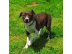 Adopt Dashwood a Australian Shepherd / Staffordshire Bull Terrier / Mixed dog in
