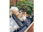 Adopt Luka a Red/Golden/Orange/Chestnut - with White Husky / Mixed dog in