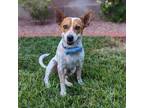Adopt Little Red a Jack Russell Terrier / Mixed dog in las vegas, NV (39190718)