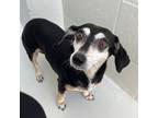 Adopt Queenie a Dachshund / Mixed dog in Fort Myers, FL (39175800)