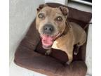 Adopt Athena-Adoption Fee Grant Eligible! a American Pit Bull Terrier / Mixed