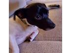 Adopt Judas Priest LV a White - with Tan, Yellow or Fawn Dachshund / Rat Terrier