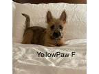 Adopt Yellow Paw Collar Cairn a Brindle Cairn Terrier / Mixed dog in Seattle
