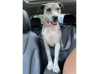 Adopt Angel a Catahoula Leopard Dog / Mixed dog in Willingboro, NJ (39107991)